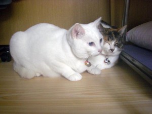 ナナとミミです