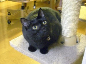 いつも元気一杯のロミオ